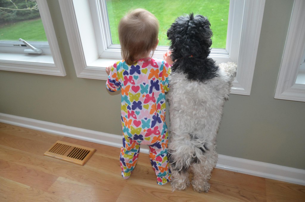 Dog and Baby looking out the window