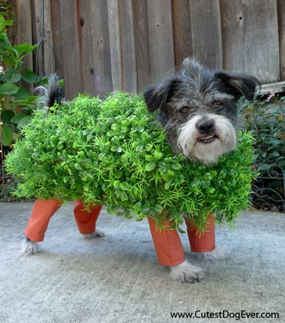 Chia Pet Halloween Dog Costume