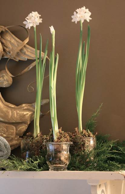 Paperwhites Bloom for the Holidays