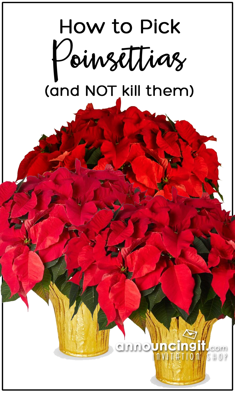 Tips on Shopping for the Perfect Poinsettias for your Holiday Party (and how NOT to kill them!)