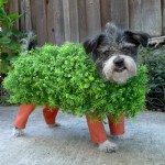 Chia Pet Halloween Dog Costume